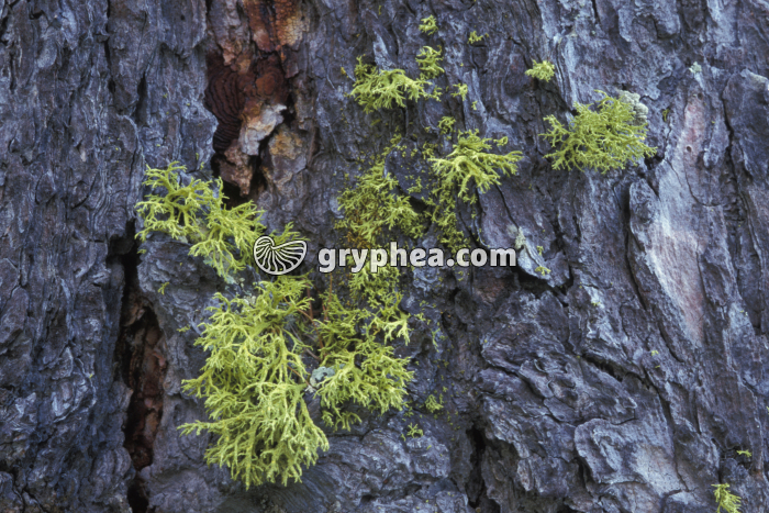 Lichens sur tronc - gryphea.org